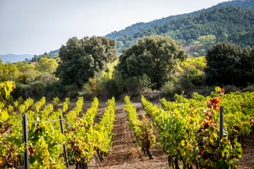 Cava vineyard