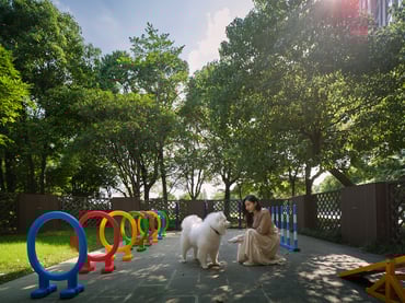 white dog in park