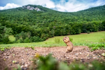 Muranska Planina