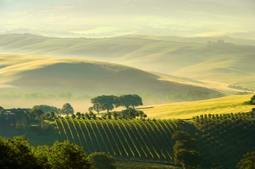 Vineyards in Tuscany