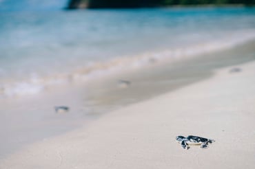 Turtle nest on the beach