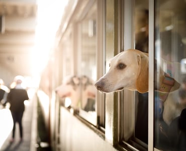 Dog in train