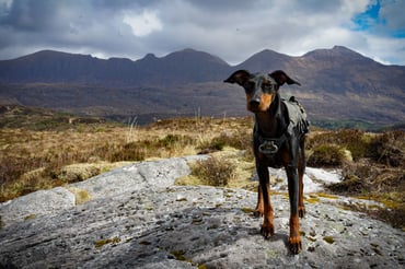 Dog on mountain