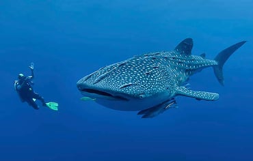 Whale shark_High Res_13801.jpg