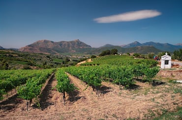 Vineyard in Greece