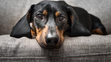 Dog_1920x1080px.jpg