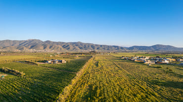 Viñedos.jpg