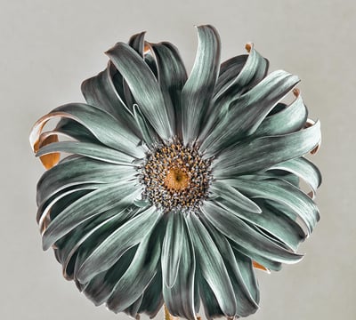 Photo Exhibition by Krisztina Szalmas