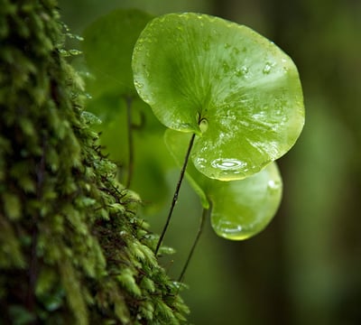 Sustainability_Leaf_1920x1080px.jpg