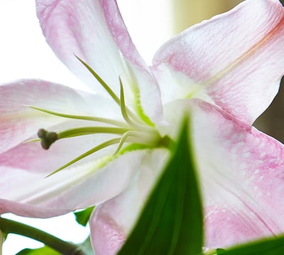Flowers_01_1920x1080px.jpg
