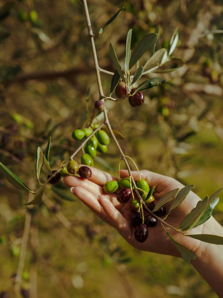 DSC01366_High Res_28829.jpg