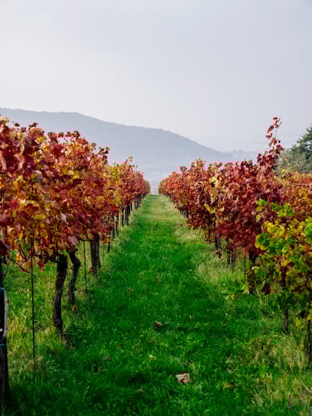 DSC01539 (1)_High Res_28827.jpg