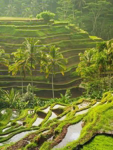Ubud_Destination_Rice-Terraces_960x1100px.jpg