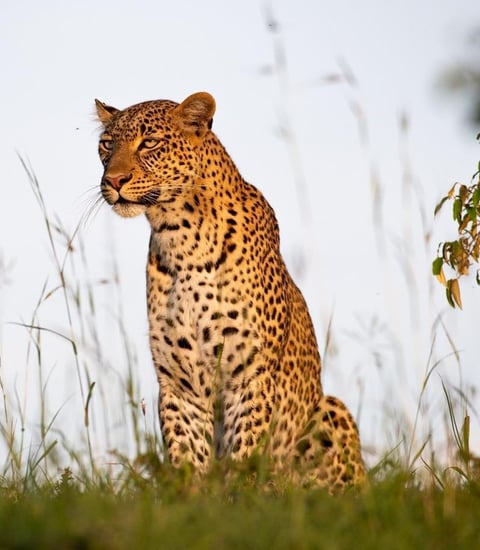 Olare Mara Kempinski, Masai Mara - Local attraction