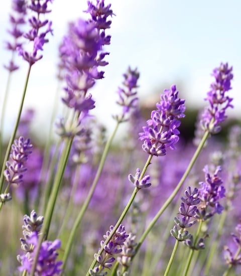 Spa_Lavender_960x1100px.jpg