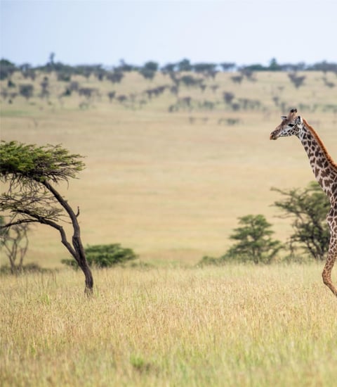 Olare Mara Kempinski, Masai Mara - Local attraction