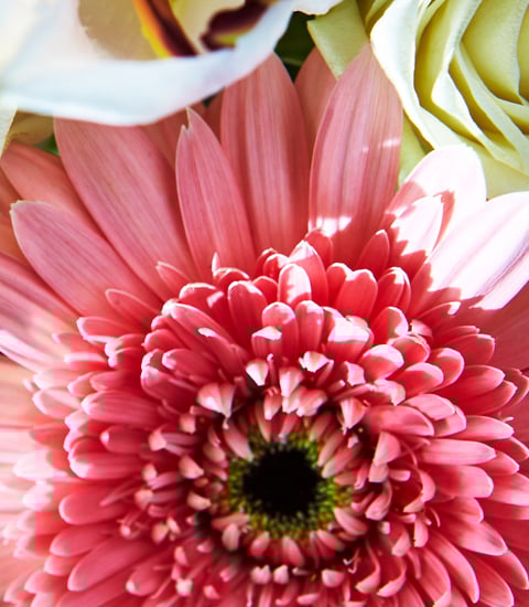 Flowers_02_1920x1080px.jpg