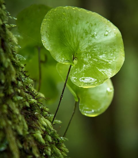 Sustainability_Leaf_1920x1080px.jpg
