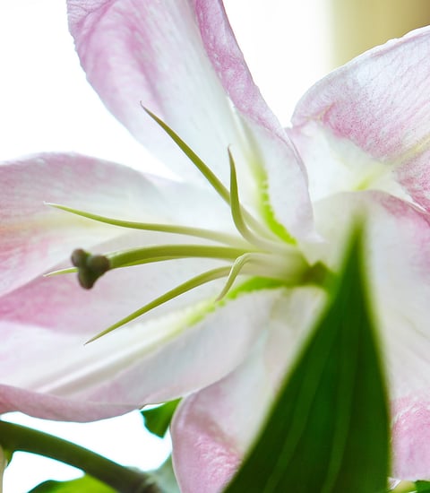 Flowers_01_1920x1080px.jpg