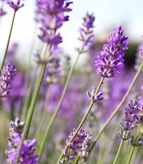 Spa_Lavender_1920x1080px.jpg