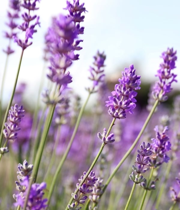 Spa_Lavender_960x1100px.jpg