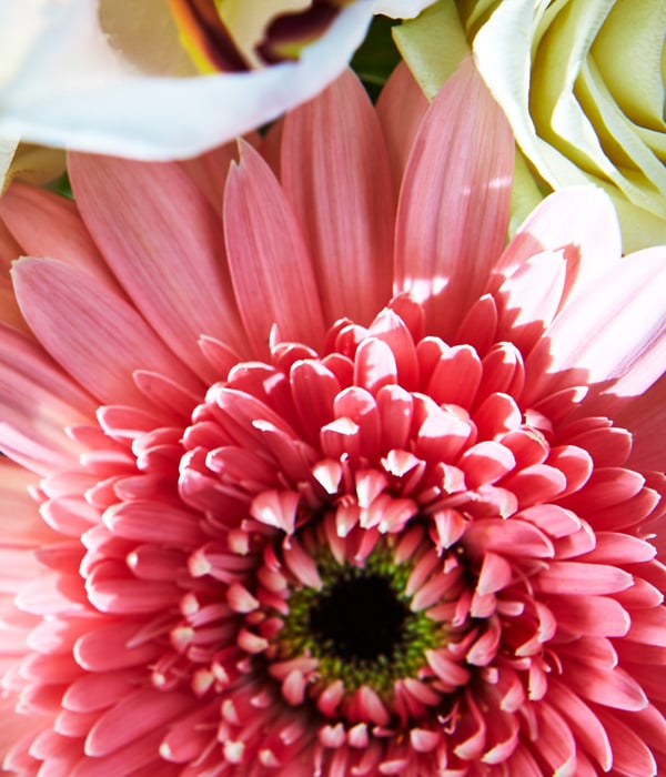 Flowers_02_1920x1080px.jpg