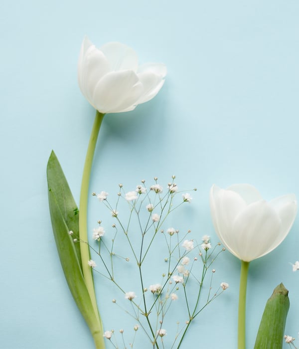 SP_ls_2023_Easter_Spring_White-tulips-on-blue_1920x1080px.jpg
