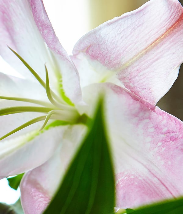 Flowers_01_1920x1080px.jpg