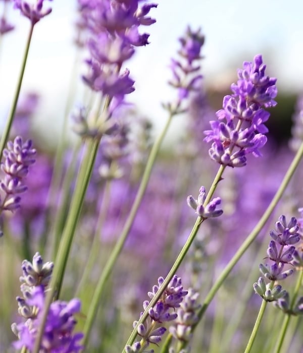 Spa_Lavender_1920x1080px.jpg