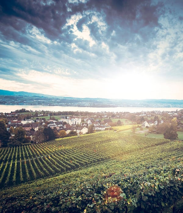 Weingut Meier I Cattani Collection I May 2026