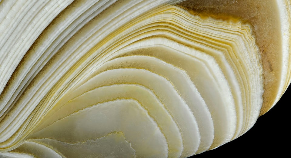 NUOBrand_Four pillar Luxury_High Res_43670.jpg